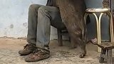 这大叔把野猪养得跟宠物似的