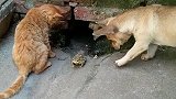 猫：兄弟快过来，这里有老鼠，你帮我看着门！