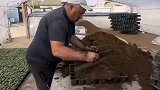种苗培育中，育苗播种，田园生活
