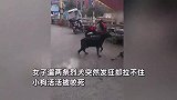 女子遛两条烈犬突然发狂拉不住，活活将小狗咬死，用棍打都分不开