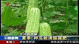 健康-20130514-夏季6种瓜能清脂减肥