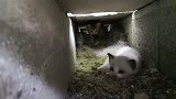 小野猫躲在下水道里干嘛 给你带了好吃的还不快点出来吃
