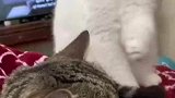 豹猫小心翼翼的扒拉同伴耳朵