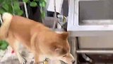 当狗子遇到机械狗，动都不敢动