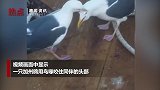 罕见！海鸥用鸟喙咬住同伴的头 逼迫对方把鱼吐了出来