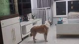 狗狗大晚上一直盯着窗户叫，把男主人给吓坏了