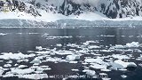 长达3米的南极巨虫，生猛无比能生吞海豹，却因这一原因濒临灭绝