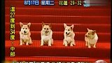 搞笑柯基犬组团四重唱 狗版生日歌网络爆红-8月18日