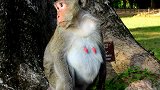 一个猴子怀孕了，可怜孕妇猴它逃逸时发生了什么事？