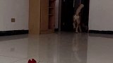 七夕快乐 内容过于真实，想给惊喜结果真的很惊喜七夕我们在一起 哈士奇 贵阳训犬学校 七夕我想对你说