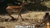 单独雌狮捕猎，有时危险难控，甚至付出惨重代价