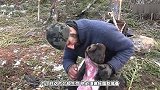 荒野：乔爷利用鹿头熬油，再遭狼獾偷袭！