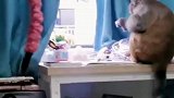 宿舍进了一只猴子，拍摄者随便吃随便拿