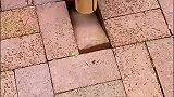 砖下究竟有什么？不看不知道一看吓一跳啊