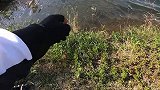 路亚都能钓到乌龟了？严重怀疑它是在碰瓷，放生算了！