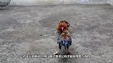 公鸡抢狗粮，狗狗一顿操作猛如虎，下一秒请憋住别笑！