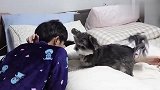 自从养了这家伙，女朋友都被抢走了，心疼男主人一秒钟