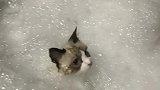 猫：泡澡澡还真舒服呀！