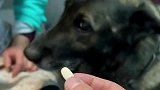 哄狗子吃药的搞笑操作！