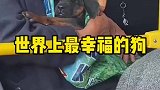 我敢说这是世界上最幸福的狗