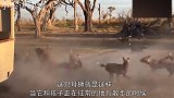成群鬣狗围住母狮子和小狮子，为了保护小狮子，母狮只能愤然出击