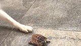 二哈：欺负乌龟，没想到丫还会反抗！