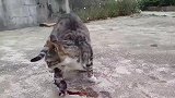 猫妈妈在路上生宝宝，安全落地后，猫妈妈赶紧把小猫咪叼回窝里