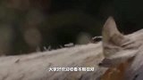 动物：刚出生的小狮子被鬣狗捕杀，雄狮发怒冲进鬣狗窝