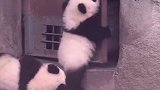 2只熊猫宝宝刚爬上树，“啪”一声树断了，下一秒请别笑