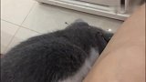 主人喊猫咪过来，猫咪就屁颠屁颠的跑到主人腿上，太听话了