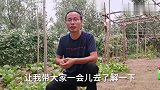 白菜干烧心不能吃，只需鸡蛋壳+醋喷几下，白菜心嫩叶绿口感好