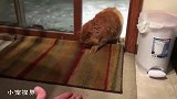 走投无路的猫咪，小心翼翼的站在门口：外面下雪了，我能进来吗