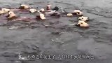 美国一农场被洪水淹没，主人都急哭了下一秒奇迹却发生了