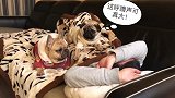 主人喝醉睡觉，有两个狗子深切的关怀真好！