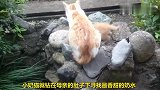 小奶猫追着母亲要吃奶，母亲的举动更聪明，姜还是老的辣