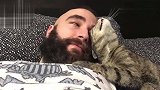 猫咪向男主人撒娇，上演暖萌一幕，太可爱了