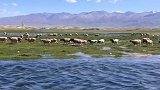 新疆草原美景，知道是在哪个季节吗