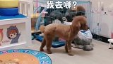 主人说客人怕狗，泰迪妈妈带着一家赶紧都藏起来，好棒呀