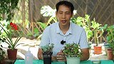 夏季养多肉，不要一味的断水断肥，这样养，让它不休眠，长势更好