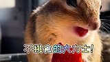 大家记住不挑食才能营养均衡有力气！