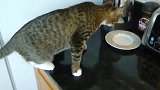 猫：好奇心害死狸花猫，猫咪被嘣出的烤面包吓到飞了起来！