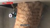 搞笑视频：这要是回个家 还不得直接把门卸了啊