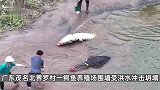 广东茂名71条出逃鳄鱼全部捕获，当地农业局：最后一条昨晚捕捞上岸
