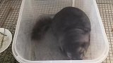 今天猫咪的屋里“尘土飞扬”，这到底是怎么回事