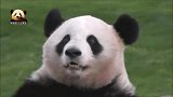 颜值爆表的熊猫樱浜在镜头前美美亮相，漂亮得不像话