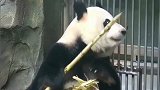 熊猫：奶爸你好歹给我留点，哼！真小气
