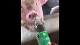猪喝一斤辣酒之后需要注意什么？