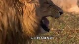 一头母狮正睡觉，雄狮悄悄走过来，接下来承包了我一年的笑点