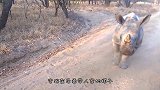 小狗追着犀牛屁股跑，犀牛惊慌不已：这货不会是鬣狗吧