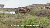斑马被巨鳄撕咬后腿拖入水中，河马群前来解救，狂咬鳄鱼，感人